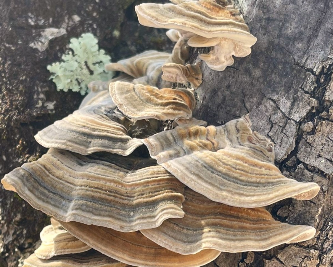 Vitalpilz Coriolus (© )