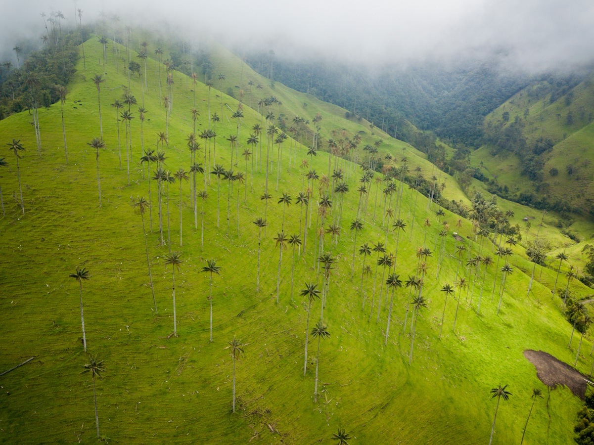Das Cocora-Tal / Die Verwendung dieses Bildes für redaktionelle Zwecke