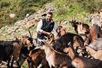 Der Sohn des Hauses Hannes Rainer mit der Ziegenherde (Naturhotel Rainer)