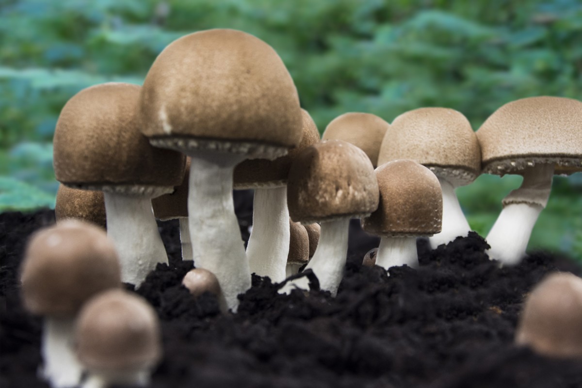 Vitalpilz Agaricus blazei murill (ABM) oder Mandelpilz (© )