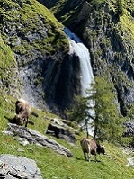 Schönster Almabtrieb in Tirol (Hotel Klausnerhof) Schönster Almabtrieb in Tirol (Hotel Klausnerhof)