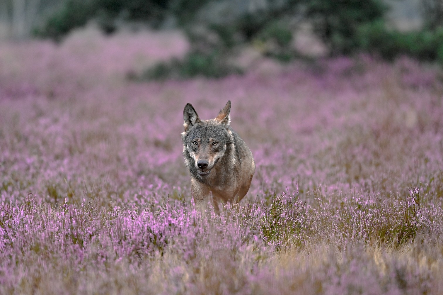 Wolf in freier Wildbahn / Foto: Jan Janisch (Die Bildrechte liegen bei dem Verfasser der Mitteilung.)