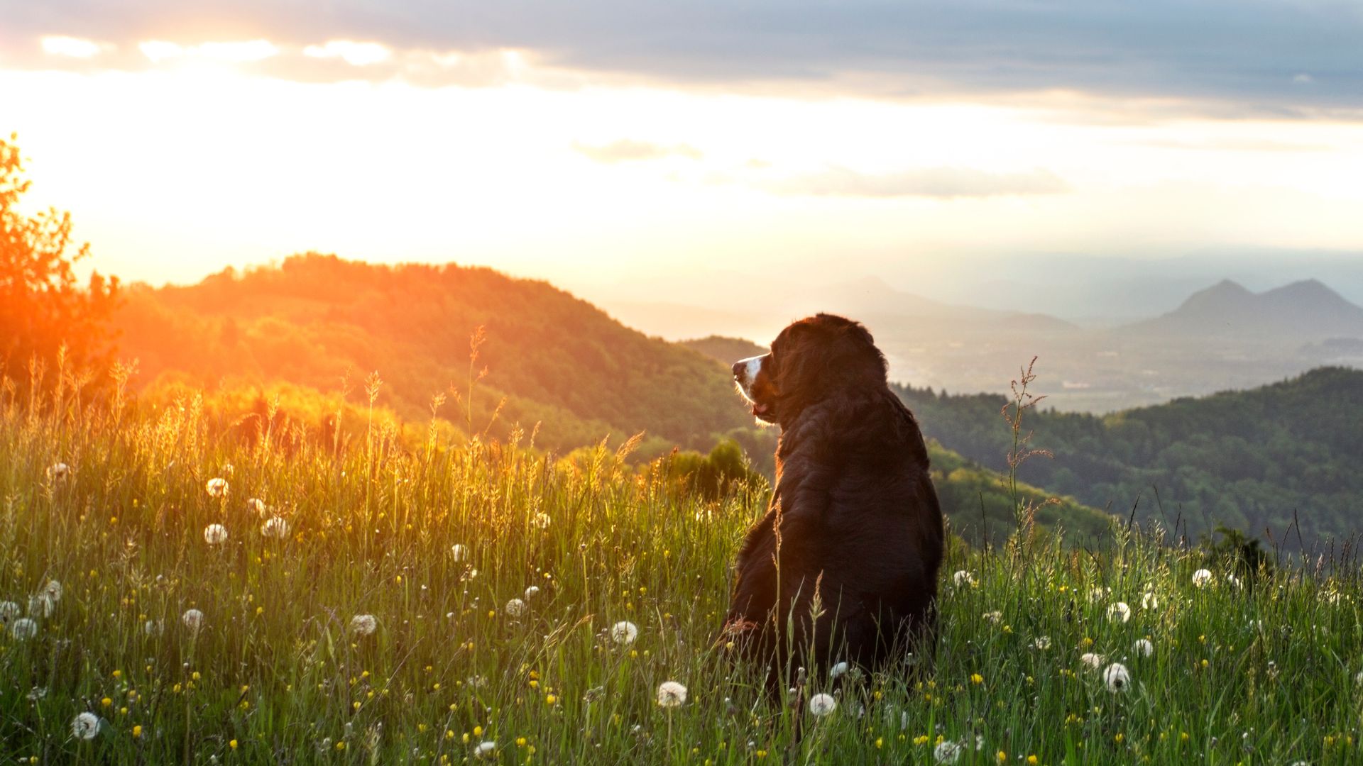 Hundemahlzeit.com (Die Bildrechte liegen bei dem Verfasser der Mitteilung.) Hundemahlzeit.com (Die Bildrechte liegen bei dem Verfasser der Mitteilung.)