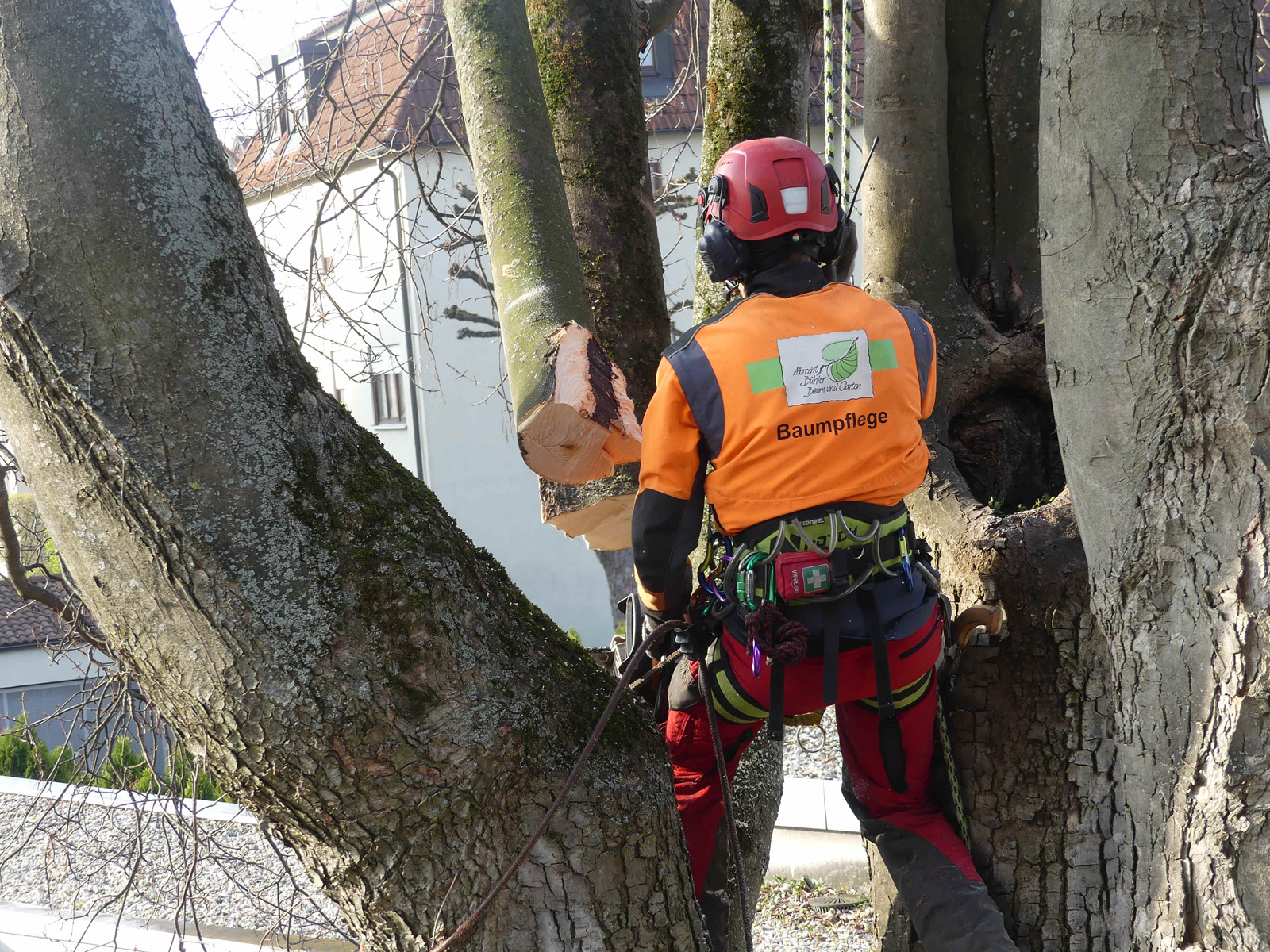 Fitnessprogramm fuer den Baum - Heissere Sommer erfordern Innovationen bei der Baumpflege (Die Bildrechte liegen bei dem Verfasser der Mitteilung.)