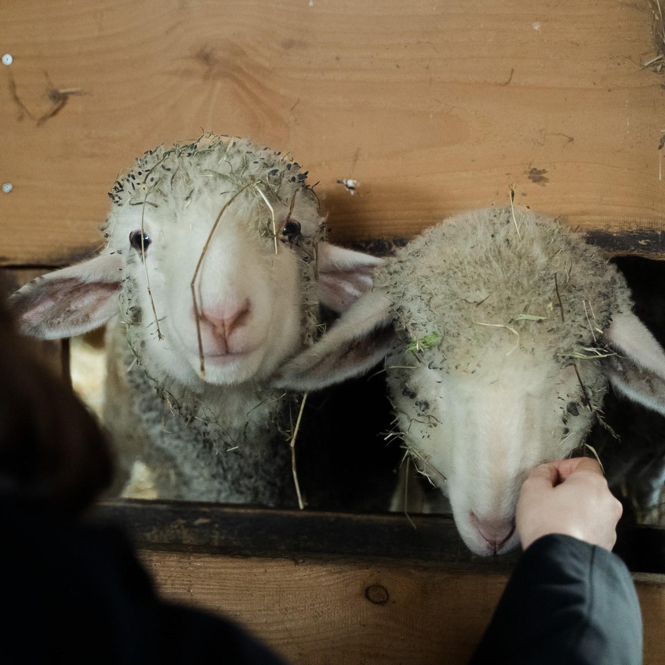 Emotionale Tierbefreiung: Zwei Lämmer aus Schlachthof gerettet! - Patenschaften dringend gesucht Emotionale Tierbefreiung: Zwei Lämmer aus Schlachthof gerettet! - Patenschaften dringend gesucht