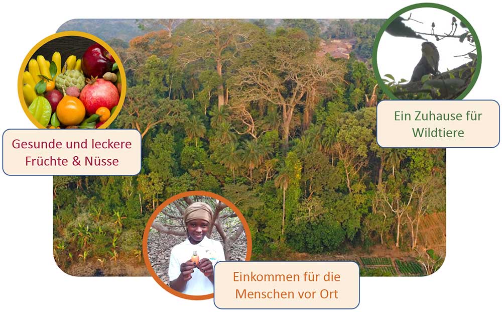 Climate Nuts bietet Waldpatenschaften für Nahrungswälder in Afrika (Die Bildrechte liegen bei dem Verfasser der Mitteilung.)