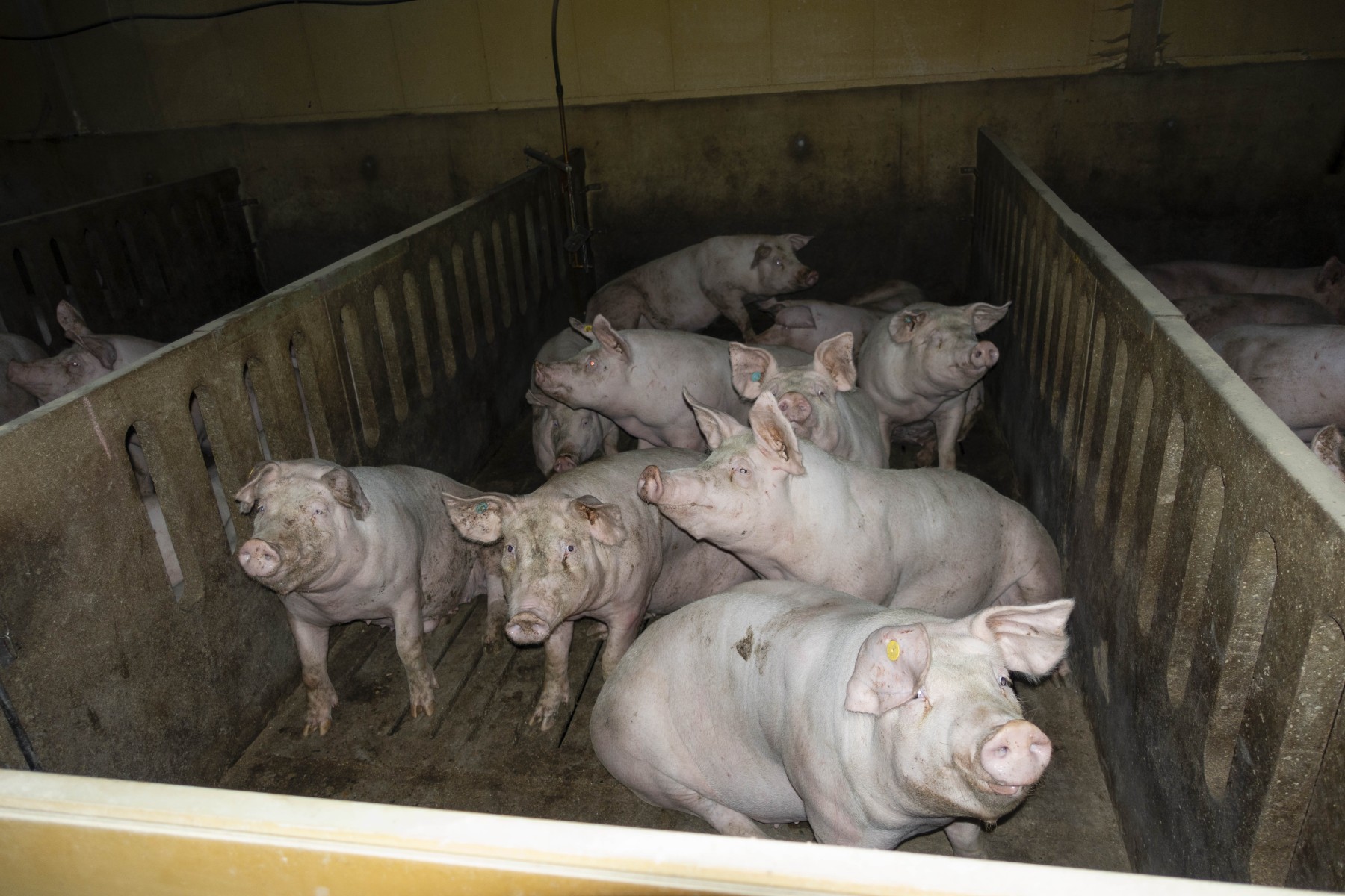 Verantwortliche der größten Schweinemast Niedersachsens wegen Tierquälerei verurteilt Verantwortliche der größten Schweinemast Niedersachsens wegen Tierquälerei verurteilt