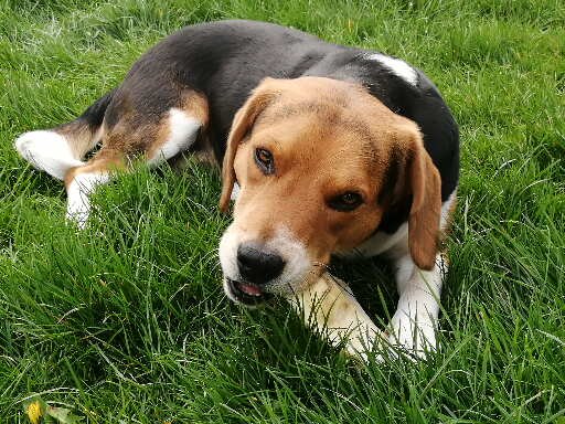 Hunde und die Natur (Die Bildrechte liegen bei dem Verfasser der Mitteilung.)