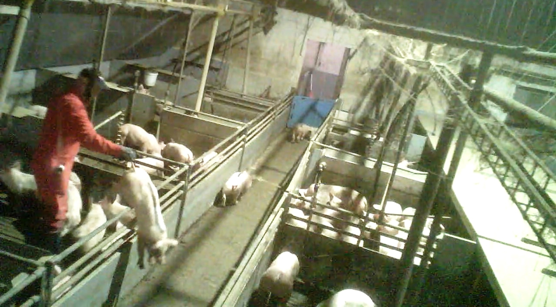 Nach Strafanzeigen durch das Deutsche Tierschutzbüro: Mehrere skrupellose Schweinemäster aus Niedersachsen nun vorbestraft Nach Strafanzeigen durch das Deutsche Tierschutzbüro: Mehrere skrupellose Schweinemäster aus Niedersachsen nun vorbestraft
