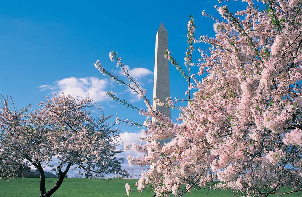 Kirschblüte in Washington, DC (Bildquelle: washington.org)