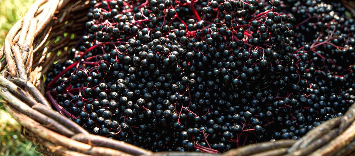Holunderbeeren können auch von Menschen mit einer Fruktoseintoleranz problemlos verzehrt werden. (Die Bildrechte liegen bei dem Verfasser der Mitteilung.)