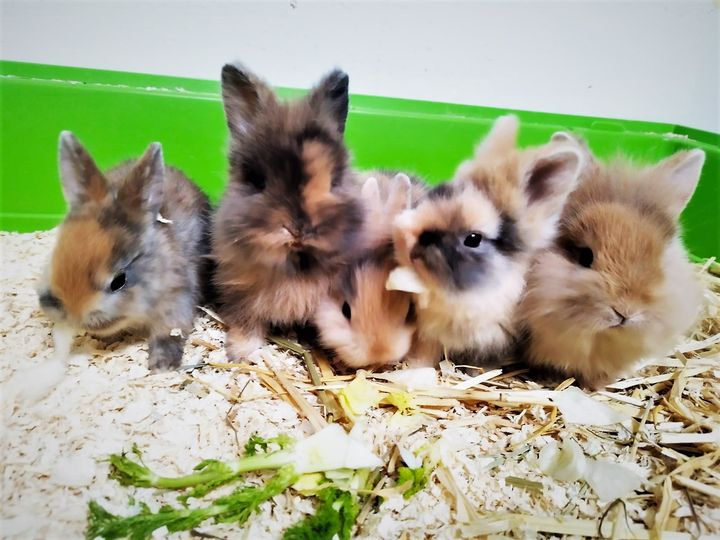 Der Osterhase funkt SOS (Die Bildrechte liegen bei dem Verfasser der Mitteilung.)