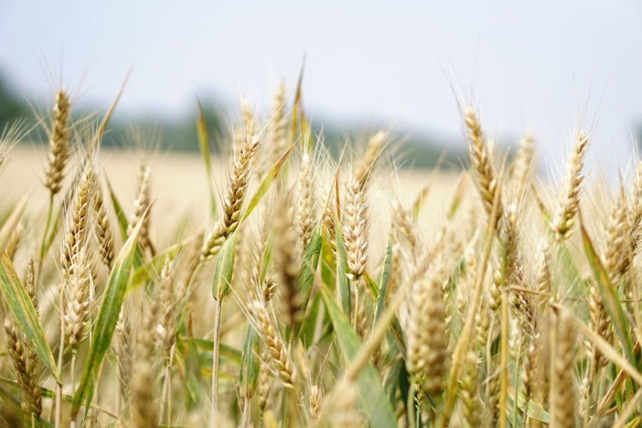 2. Feldtag zur regenerativen Landbewirtschaftung am 01. Juni. 2023 (Die Bildrechte liegen bei dem Verfasser der Mitteilung.) 2. Feldtag zur regenerativen Landbewirtschaftung am 01. Juni. 2023 (Die Bildrechte liegen bei dem Verfasser der Mitteilung.)