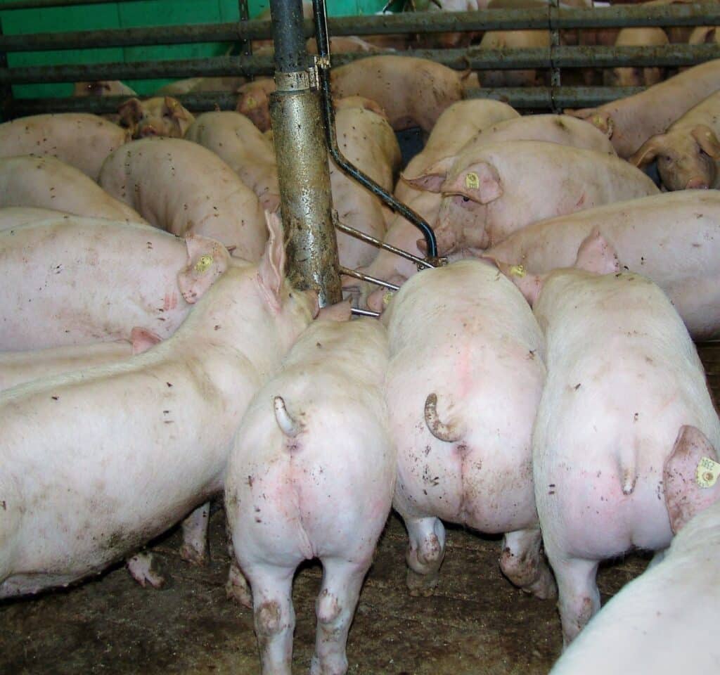 Im AVA-Fütterungscontrolling-Seminar am 26. April diskutieren Tierärzte, Landwirte und Berater gemeinsam auf Augenhöhe zur Optimierung der Schweinegesundheit (Die Bildrechte liegen bei dem Verfasser der Mitteilung.)