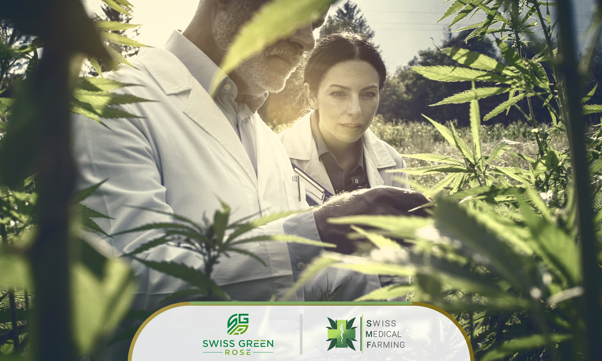 Swiss Medical Farming nun unter dem Dach der Swiss Green Rose Swiss Medical Farming nun unter dem Dach der Swiss Green Rose