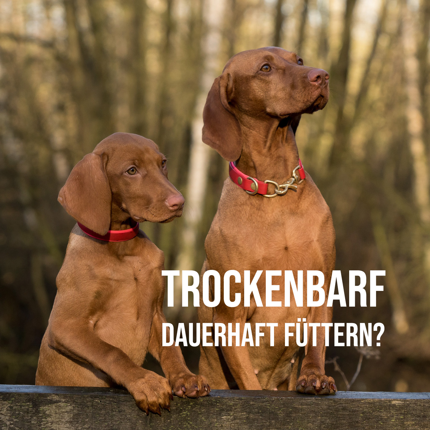 Ausgewogene Ernährung, getreidefrei ohne unnütze Zusätze ist eine gute Basis für Hunde-Gesundheit (Die Bildrechte liegen bei dem Verfasser der Mitteilung.) Ausgewogene Ernährung, getreidefrei ohne unnütze Zusätze ist eine gute Basis für Hunde-Gesundheit (Die Bildrechte liegen bei dem Verfasser der Mitteilung.)