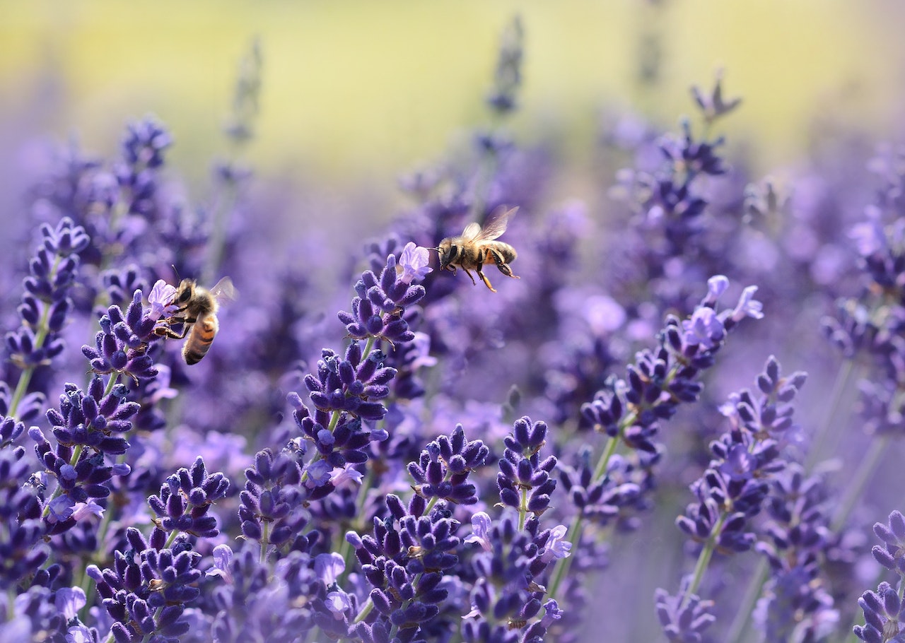 Mit dem Bienenmodell lässt sich der Lohn auch ohne Gehaltserhöhung vermehren. Der Vortragsredner Jean Meyer erklärt, wie das geht.