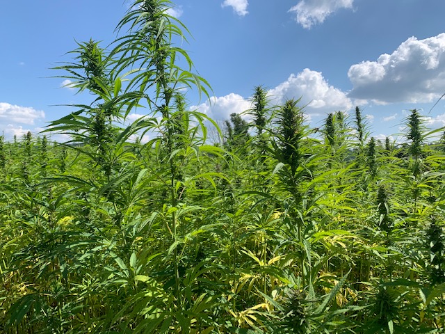 Cannabis-Domainsammlung zu verkaufen (Die Bildrechte liegen bei dem Verfasser der Mitteilung.) Cannabis-Domainsammlung zu verkaufen (Die Bildrechte liegen bei dem Verfasser der Mitteilung.)