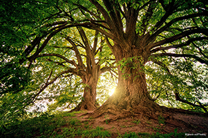 Schon heute gibt es Klebstoffe auf Basis nachwachsender Rohstoffe.  Foto: jplenio auf Pixabay