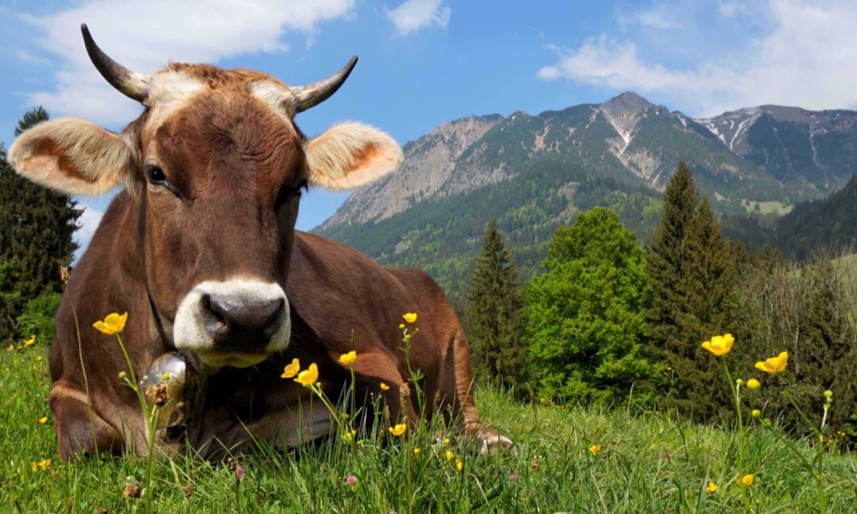 Kühe sollen sich wohlfühlen im Kühe sollen sich wohlfühlen im