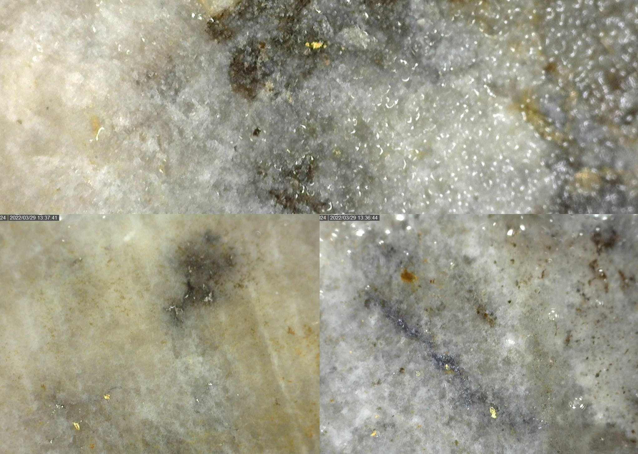 Sichtbares Gold in einem Bohrkern von Sitka Gold; Foto: Sitka Gold Sichtbares Gold in einem Bohrkern von Sitka Gold; Foto: Sitka Gold