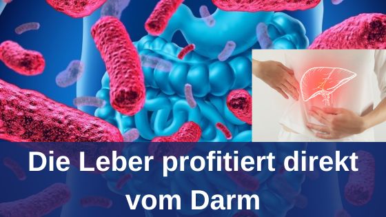 Die Leber profitiert direkt vom Darm / Redaktion bioresonanz-zukunft.de (Die Bildrechte liegen bei dem Verfasser der Mitteilung.) Die Leber profitiert direkt vom Darm / Redaktion bioresonanz-zukunft.de (Die Bildrechte liegen bei dem Verfasser der Mitteilung.)
