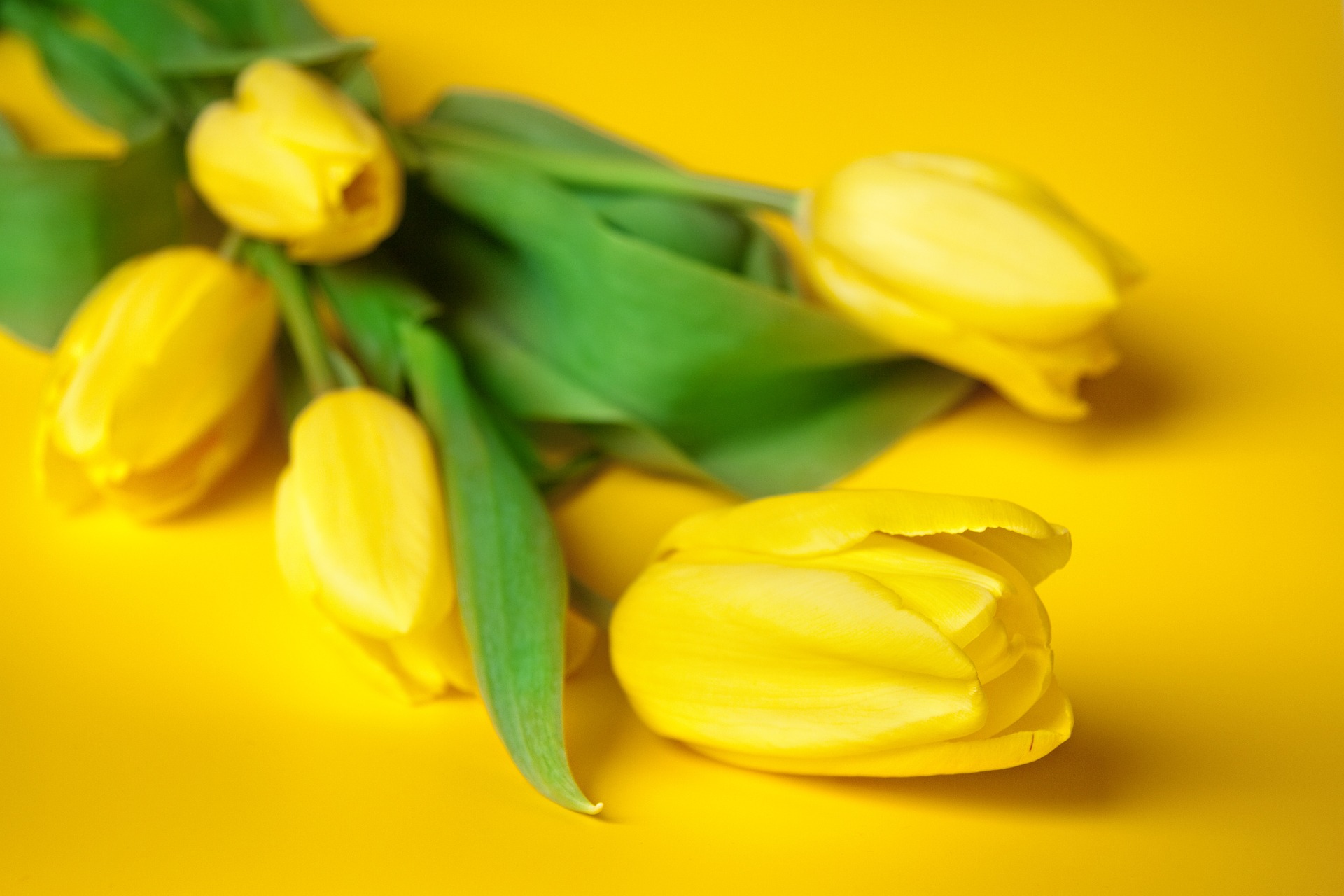 Mit gelben Tulpen macht die FDP Haar am 13. Mai 2023 auf die Bedeutung der Frauenrechte aufmerksam. Mit gelben Tulpen macht die FDP Haar am 13. Mai 2023 auf die Bedeutung der Frauenrechte aufmerksam.