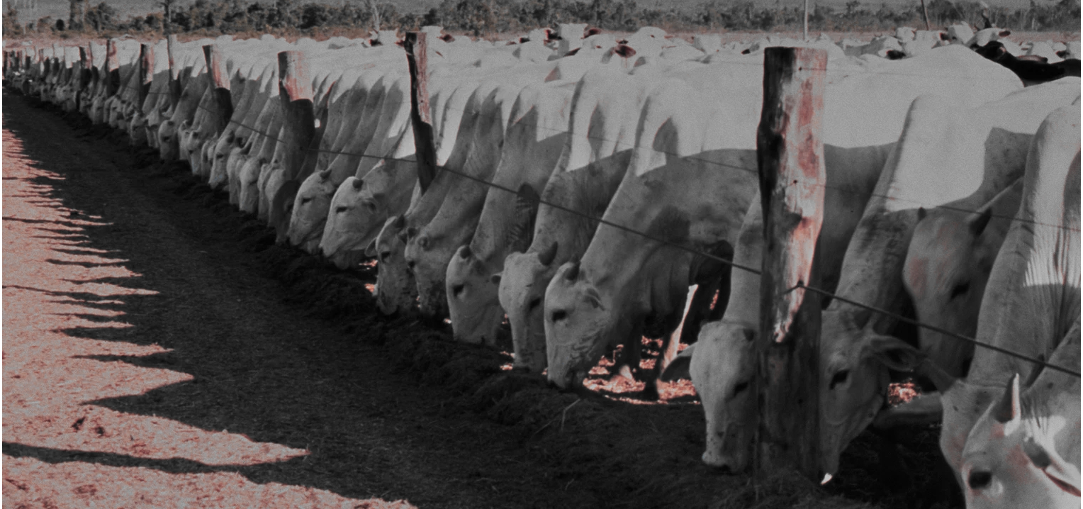Zebu-Rinder - Zufütterung.bild: J.Marek (Die Bildrechte liegen bei dem Verfasser der Mitteilung.) Zebu-Rinder - Zufütterung.bild: J.Marek (Die Bildrechte liegen bei dem Verfasser der Mitteilung.)