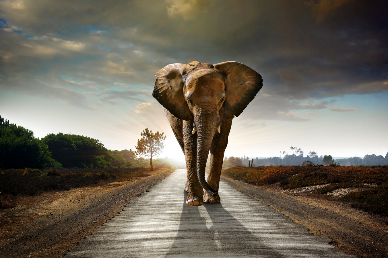 Tembo bedeutet Elefant auf Kisuaheli, Foto: Depositphotos