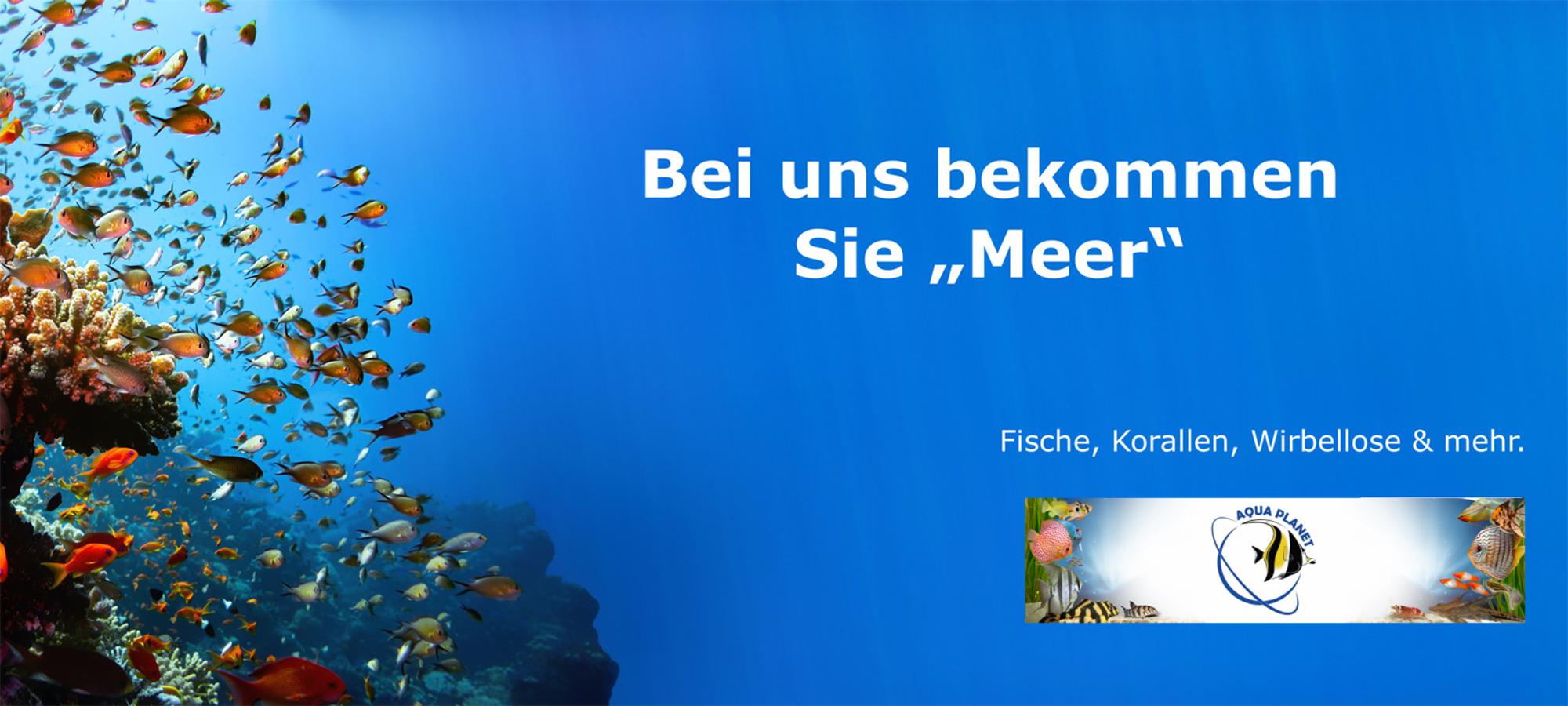 Aqua Planet - Ihr Experte für Aquarien Aqua Planet - Ihr Experte für Aquarien