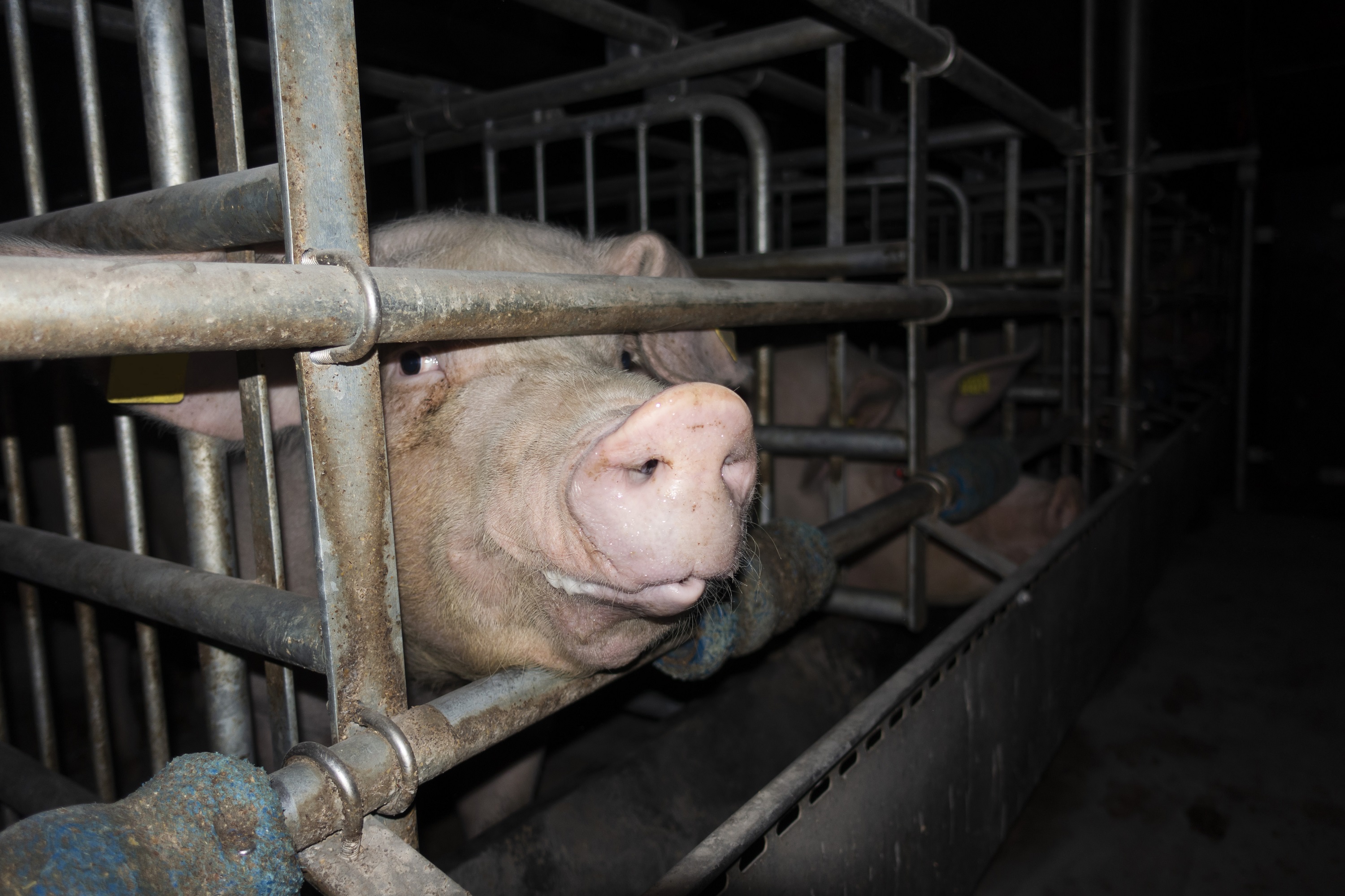 Grausame Zustände in Schweinehaltung aufgedeckt - Deutsches Tierschutzbüro erstattet Strafanzeige gegen Schweinebetrieb in NRW Grausame Zustände in Schweinehaltung aufgedeckt - Deutsches Tierschutzbüro erstattet Strafanzeige gegen Schweinebetrieb in NRW