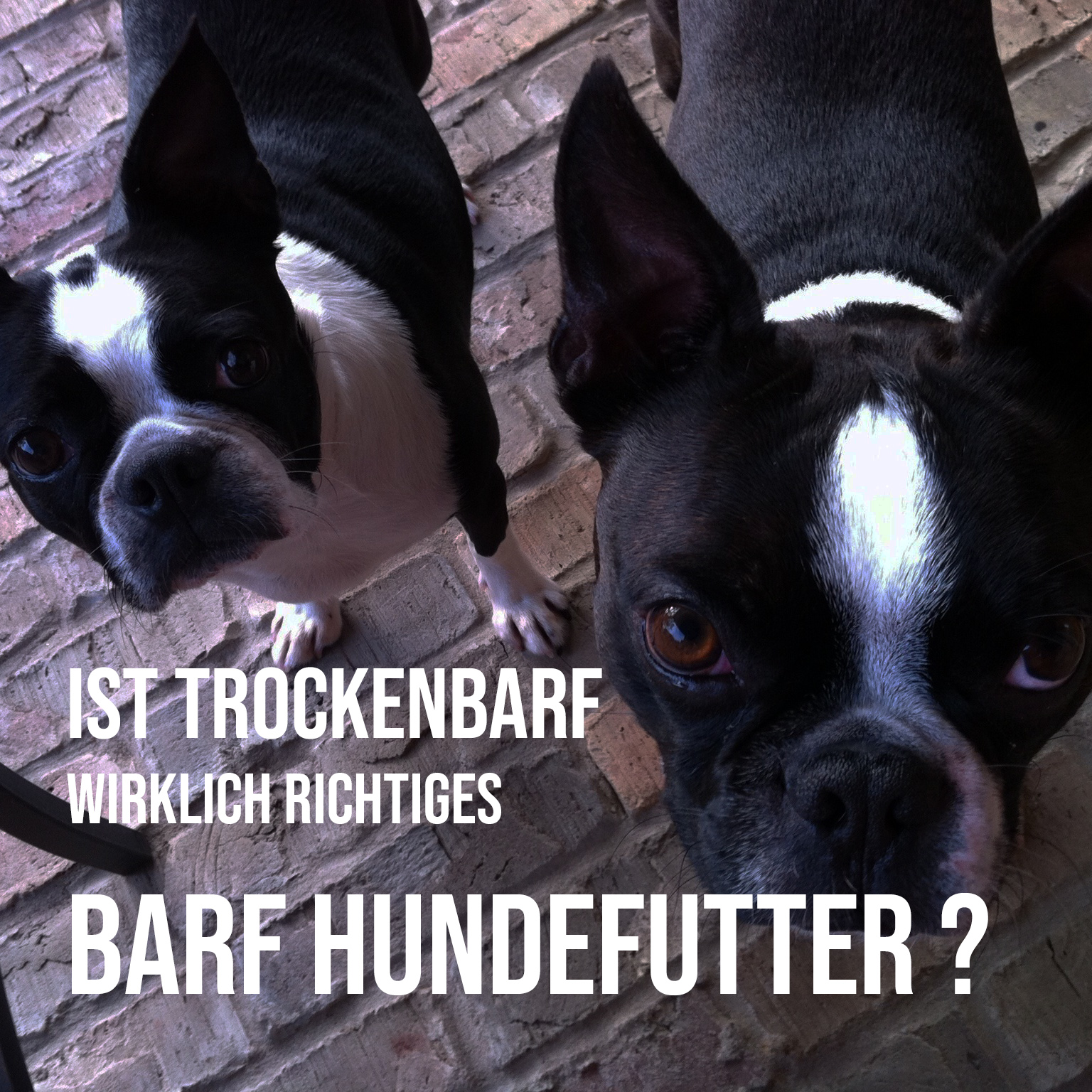 Ist Trockenbarf wirklich richtiges BARF Hundefutter? (Die Bildrechte liegen bei dem Verfasser der Mitteilung.) Ist Trockenbarf wirklich richtiges BARF Hundefutter? (Die Bildrechte liegen bei dem Verfasser der Mitteilung.)