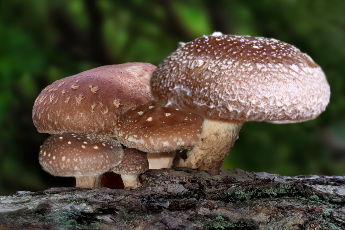 Shiitake - der König der Vitalpilze (© ) Shiitake - der König der Vitalpilze (© )