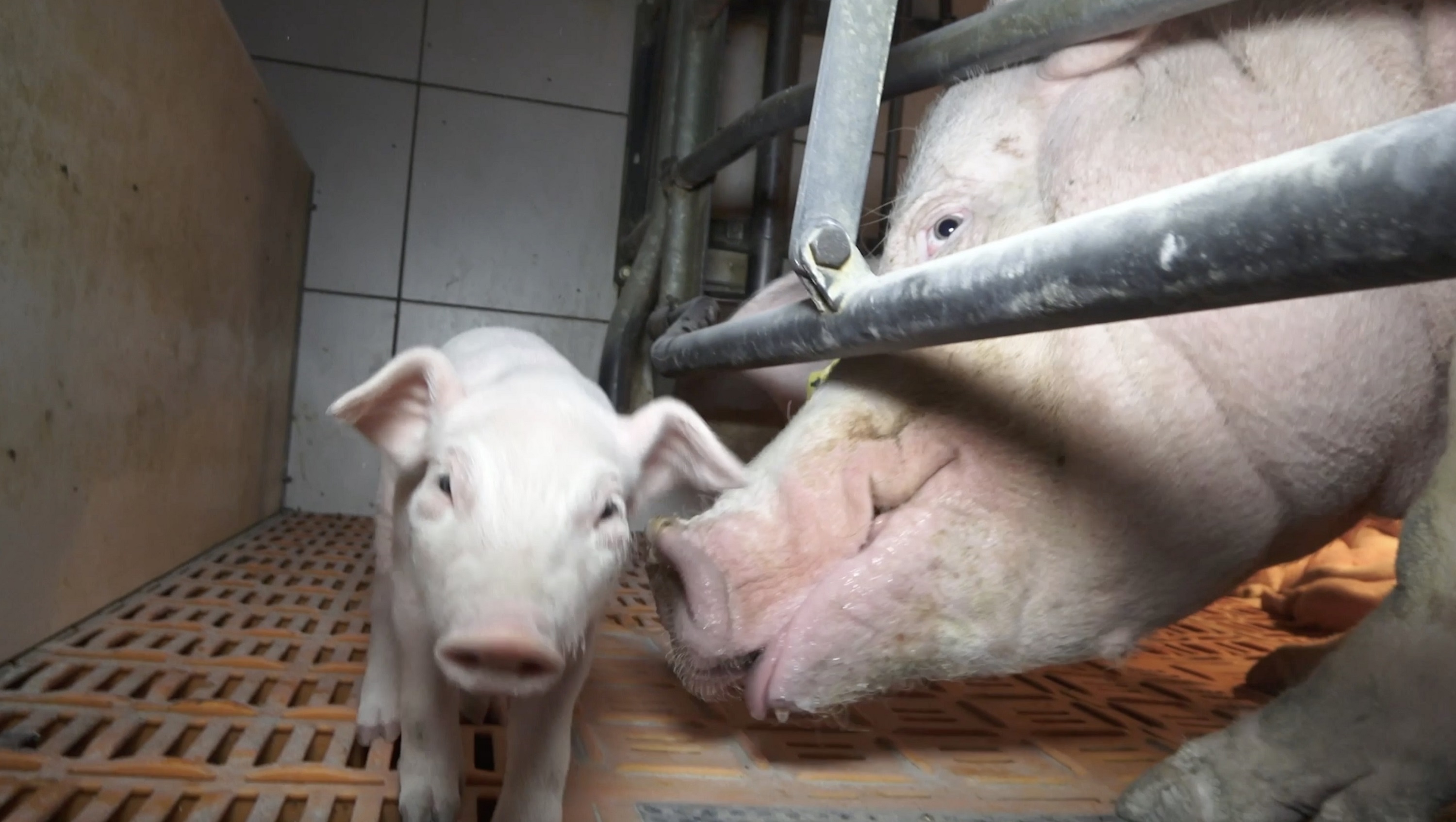 Nach Aufdeckung von grausamen Zuständen in Schweinehaltung in NRW - Staatsanwaltschaft Münster nimmt Ermittlungen auf