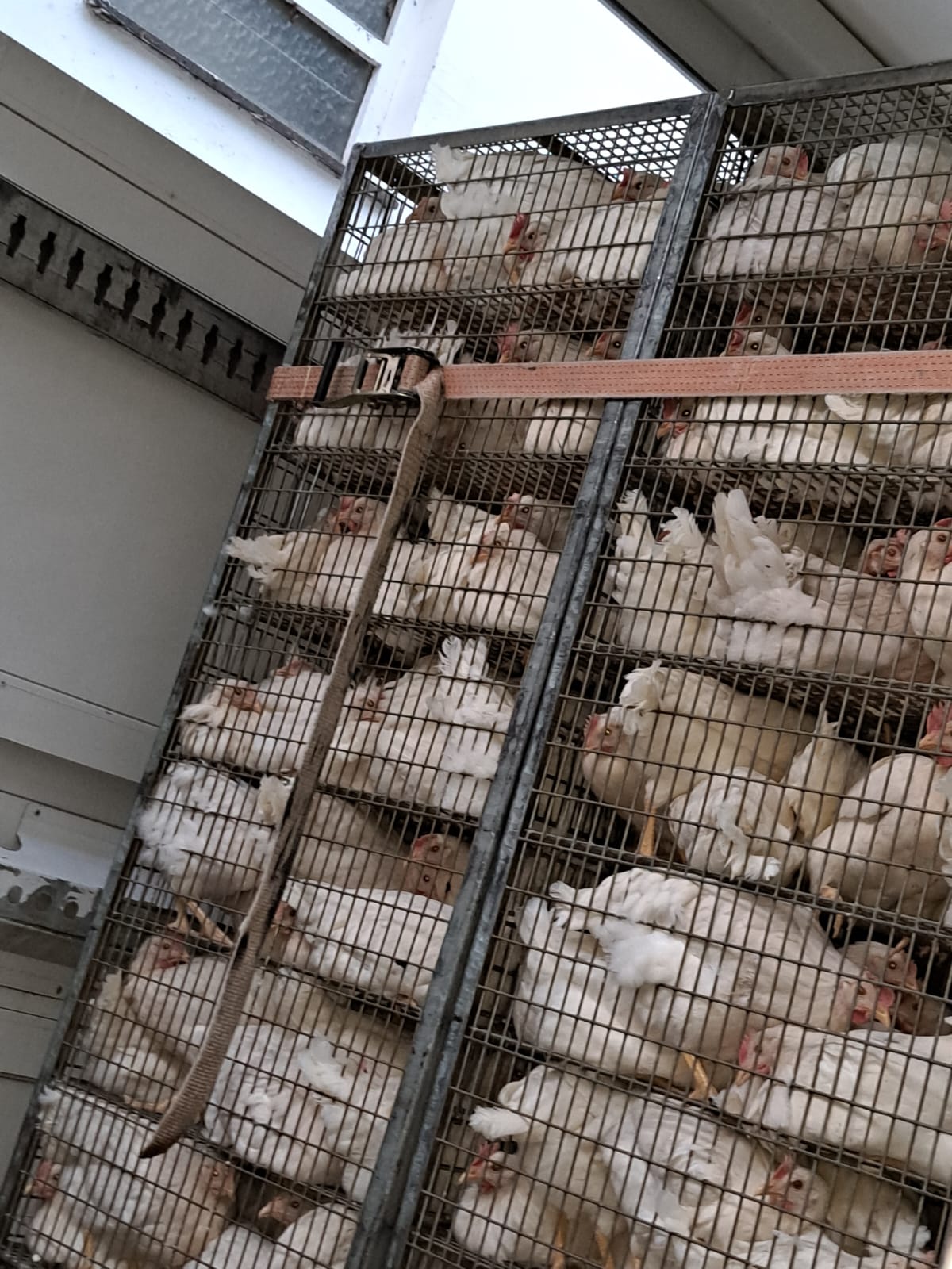 Deutsches Tierschutzbüro kritisiert Tiertransport von Bio-Legehennen im Kreis Borken