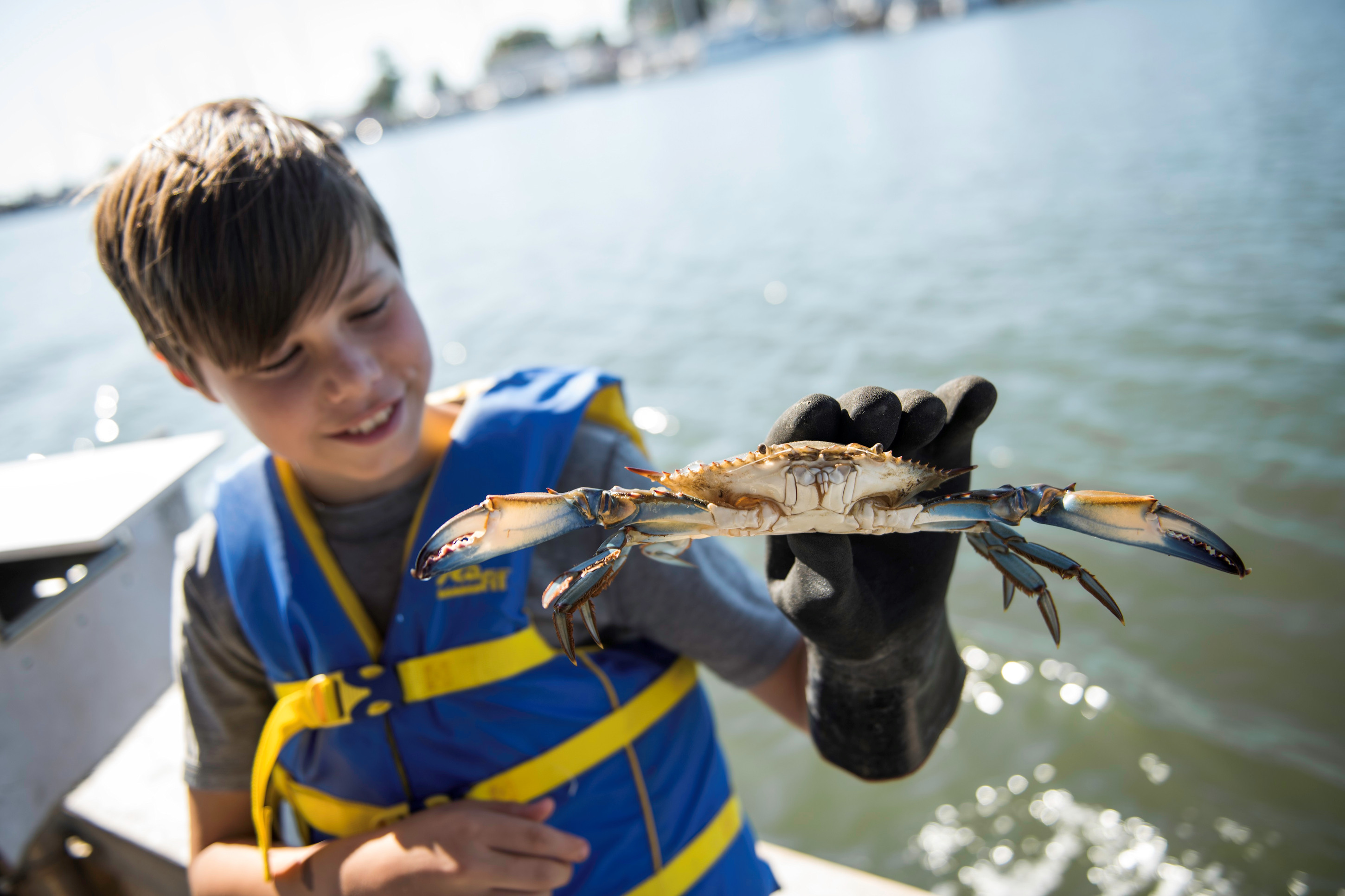Von den Chesapeake Bay Storytellers in Maryland erfährt man auch vielüber die berühmten Blue Crabs. (Bildquelle: Maryland Office of Tourism) Von den Chesapeake Bay Storytellers in Maryland erfährt man auch vielüber die berühmten Blue Crabs. (Bildquelle: Maryland Office of Tourism)