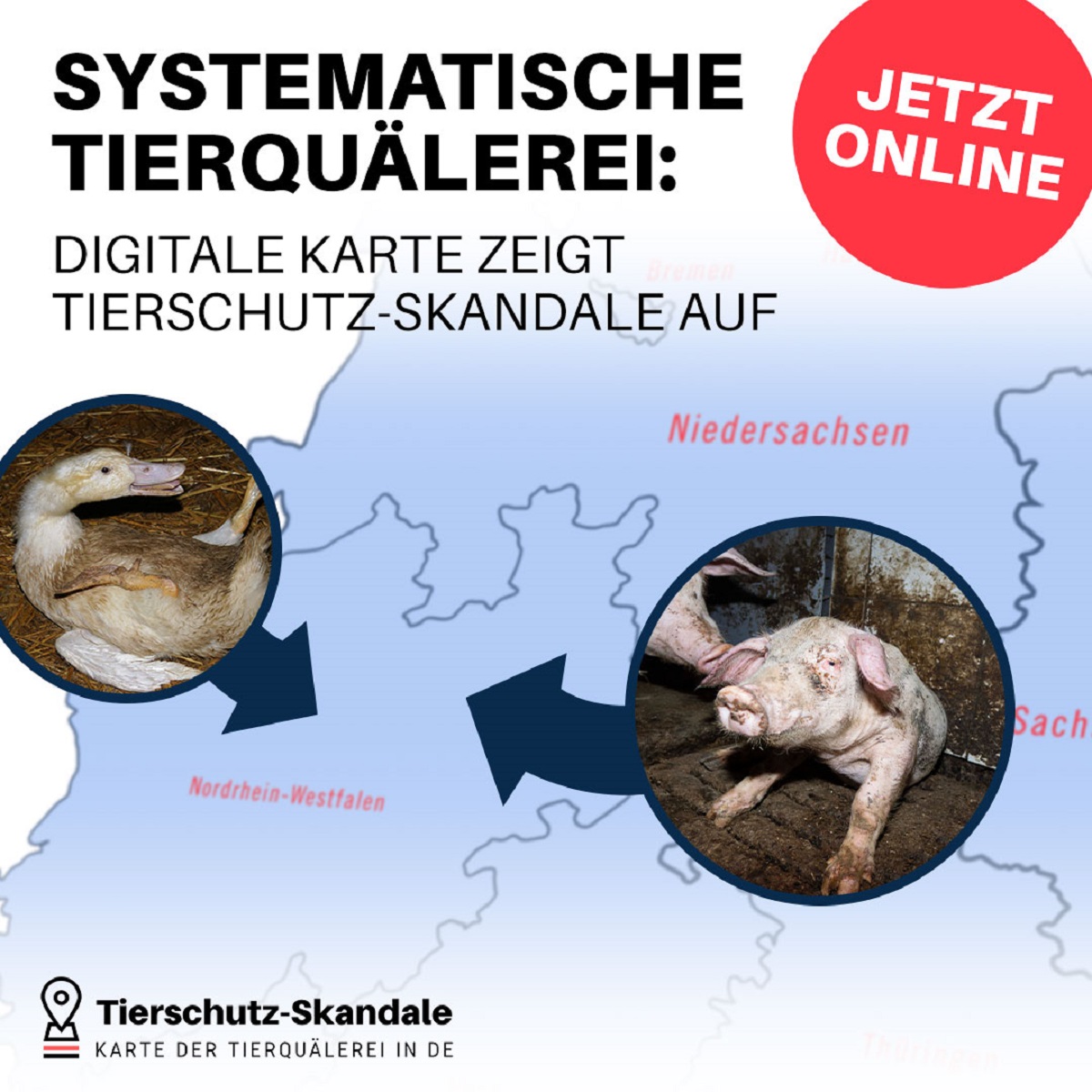 Tierrechtsorganisationen veröffentlichen Datenbank der Tierschutz-Skandale in Deutschland- Tierquälerei wird k Tierrechtsorganisationen veröffentlichen Datenbank der Tierschutz-Skandale in Deutschland- Tierquälerei wird k