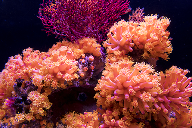 Viele Korallenriffe in den Ozeanen sind vom Aussterben bedroht (Bildquelle: Coral World International) Viele Korallenriffe in den Ozeanen sind vom Aussterben bedroht (Bildquelle: Coral World International)