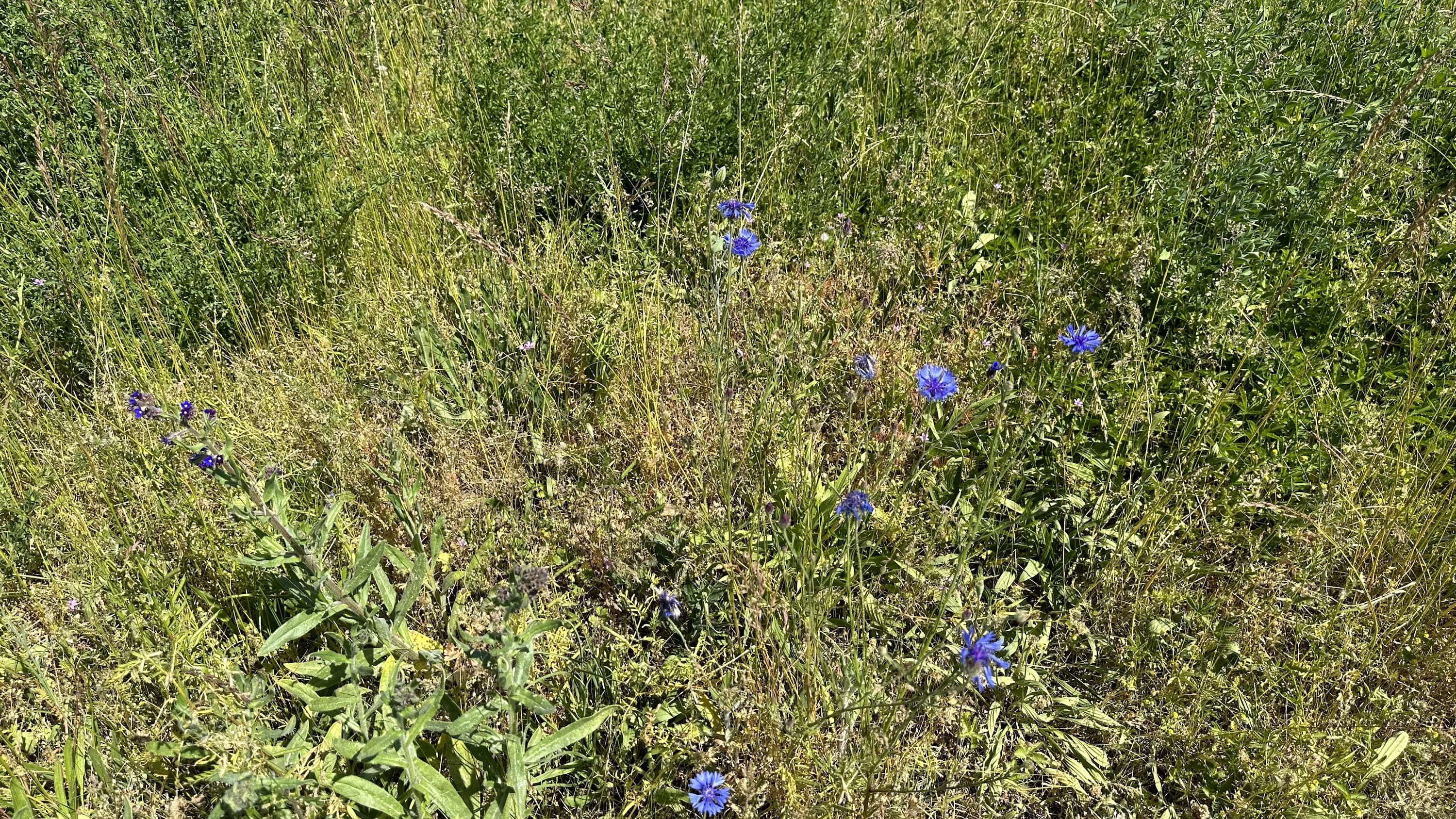Artenschutz am Stromnetz: Hier wachsen die ersten Blüten auf einer Fläche am Umspannwerk des Netzbetreibers E.DIS in Brandenburg. Artenschutz am Stromnetz: Hier wachsen die ersten Blüten auf einer Fläche am Umspannwerk des Netzbetreibers E.DIS in Brandenburg.