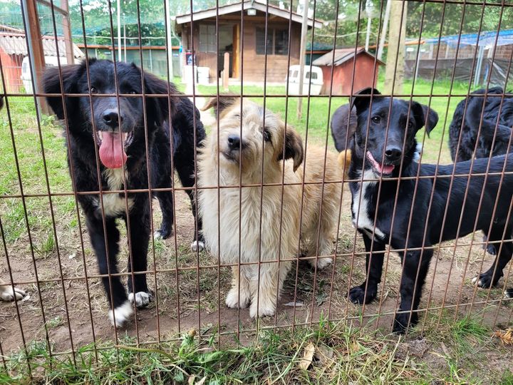 Die Hunde warten ungeduldig auf die Wiedereröffnung (Die Bildrechte liegen bei dem Verfasser der Mitteilung.) Die Hunde warten ungeduldig auf die Wiedereröffnung (Die Bildrechte liegen bei dem Verfasser der Mitteilung.)