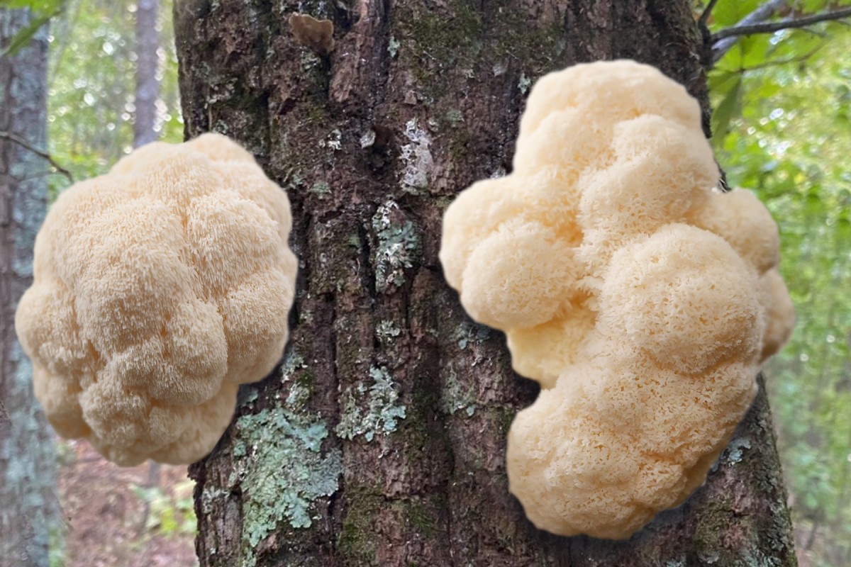 Heil- und Vitalpilz Hericium erinaceus (© )