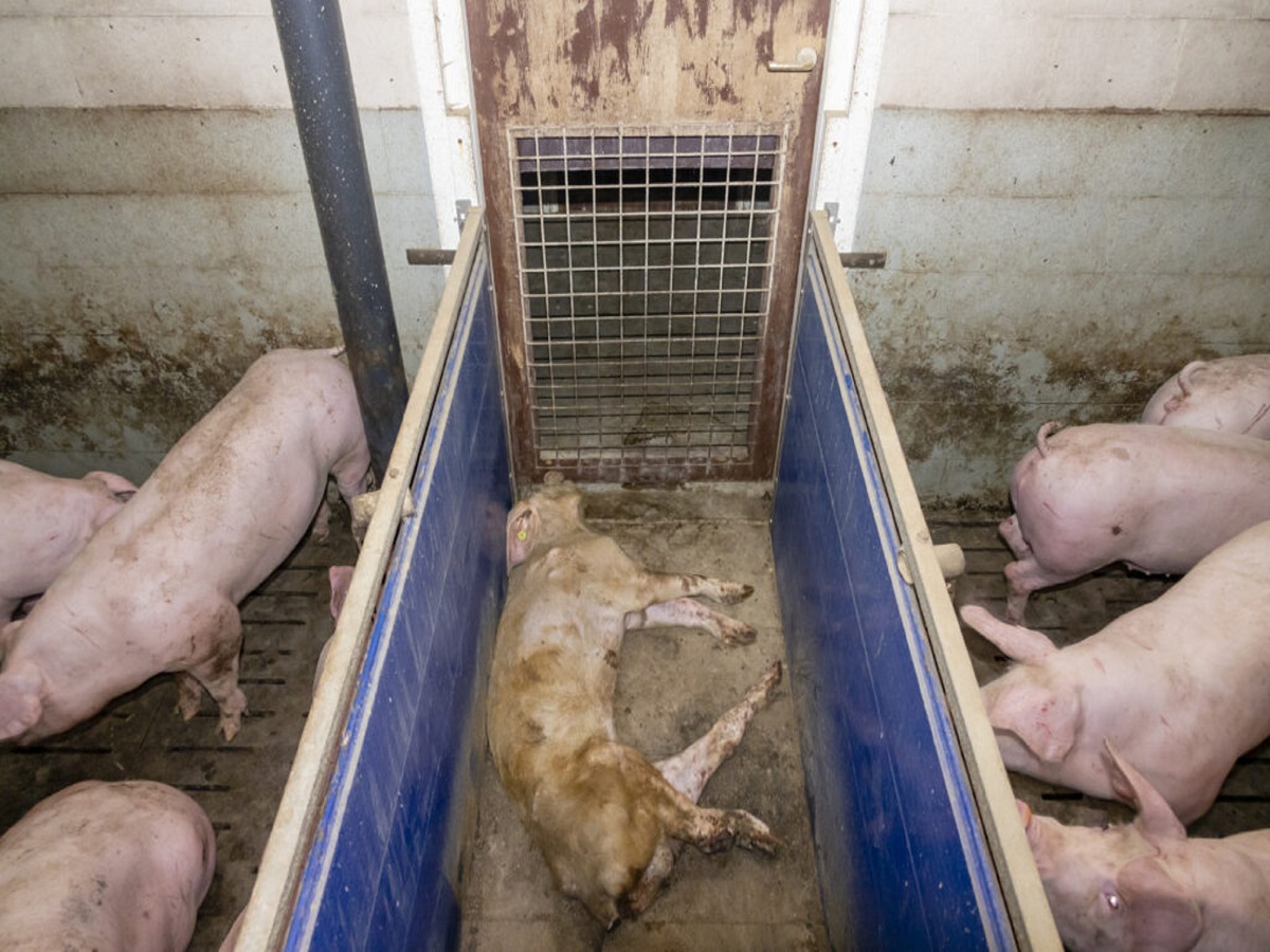 Die Aufdeckung von Tierquälerei in Schweinemastbetrieb in Kleve hat massive Folgen für Landwirt Die Aufdeckung von Tierquälerei in Schweinemastbetrieb in Kleve hat massive Folgen für Landwirt