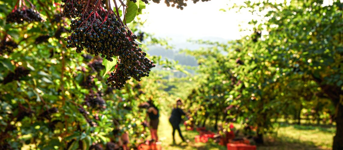 In der Steiermark wächst der Edelholunder, welcher für seine besonders hohe Qualität bekannt ist. (Die Bildrechte liegen bei dem Verfasser der Mitteilung.) In der Steiermark wächst der Edelholunder, welcher für seine besonders hohe Qualität bekannt ist. (Die Bildrechte liegen bei dem Verfasser der Mitteilung.)