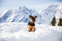 Mit Pfotensamt kann unseren Lieblingen der Winter gar nichts anhaben (SonnenMoor)