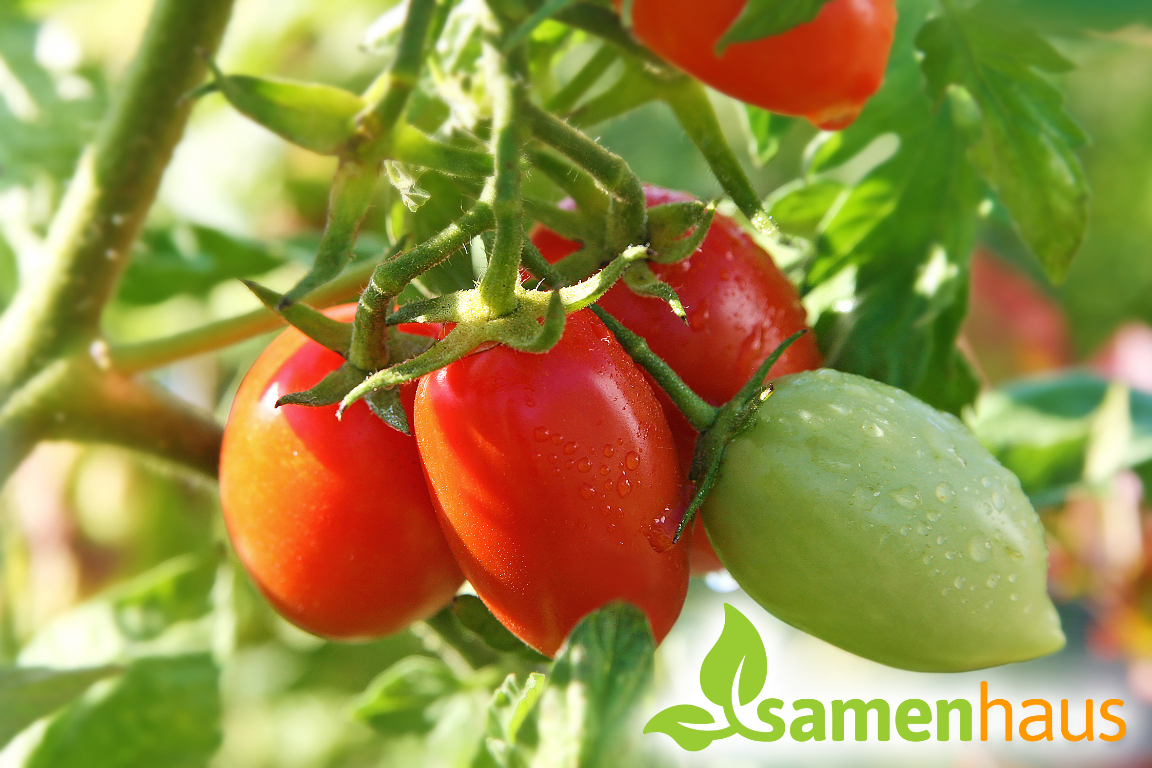 Tomaten aus dem eigenen Garten Tomaten aus dem eigenen Garten