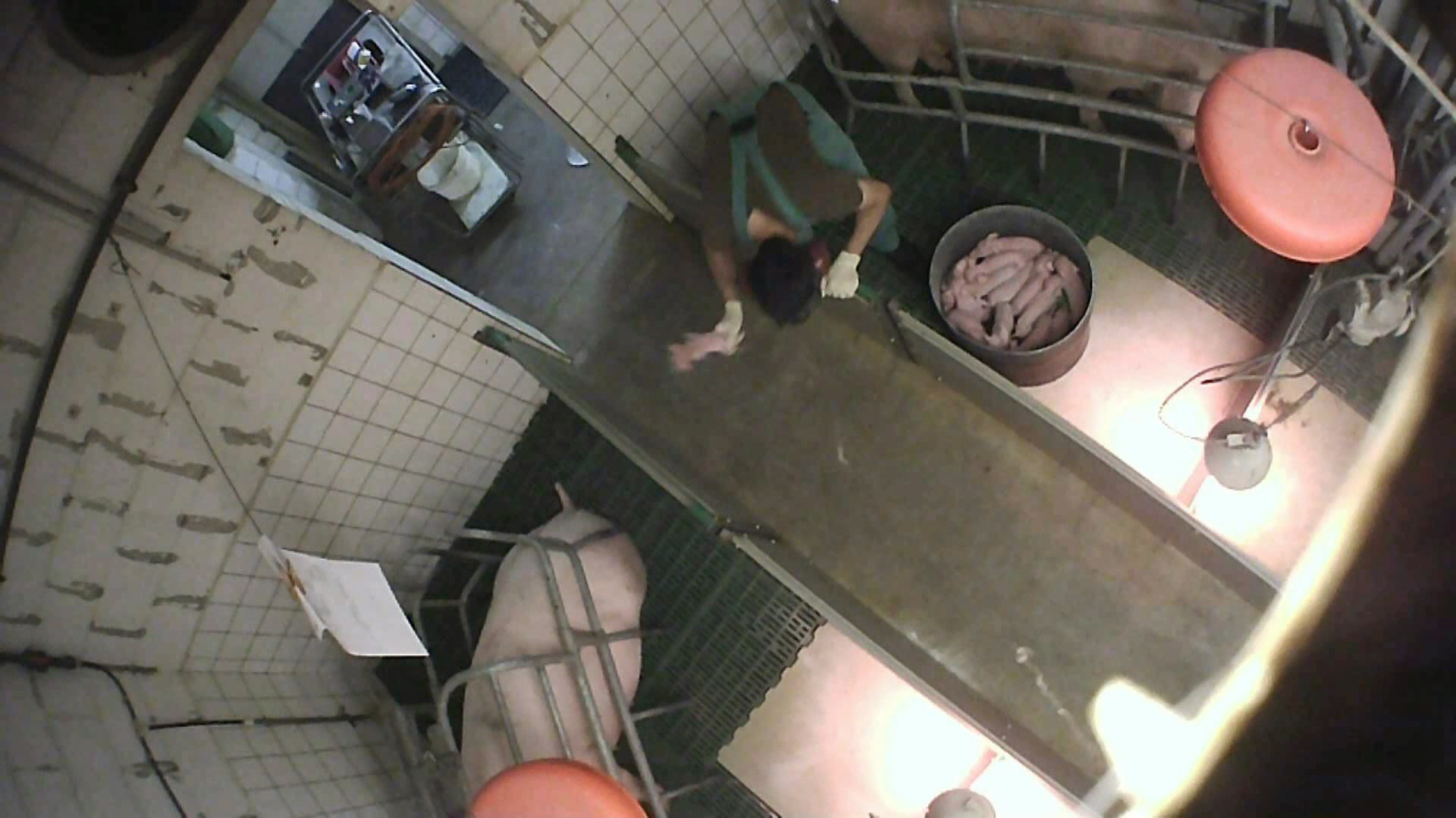 Nach Aufdeckung von Tierquälerei in Ferkelzucht im Kreis Warendorf - Staatsanwaltschaft Münster stellt Verfahren überraschend ein