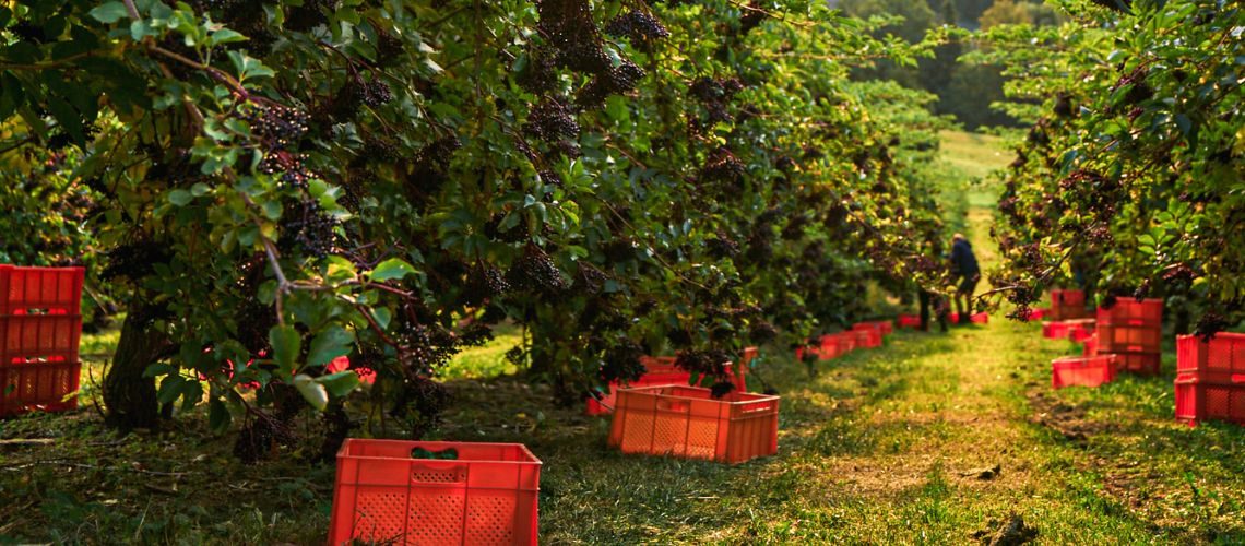 Meist können im August und September die ausgereiften Holunderbeeren geerntet werden. (Die Bildrechte liegen bei dem Verfasser der Mitteilung.)