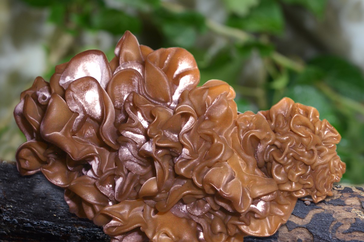 Vitalpilz Auricularia - für gesunde Arterien und Venen (© )