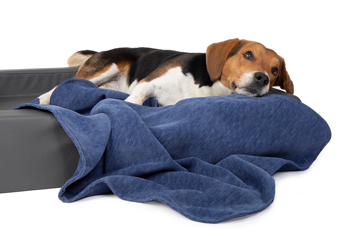 Nachhaltige Hundedecken von DoggyBed (Die Bildrechte liegen bei dem Verfasser der Mitteilung.)