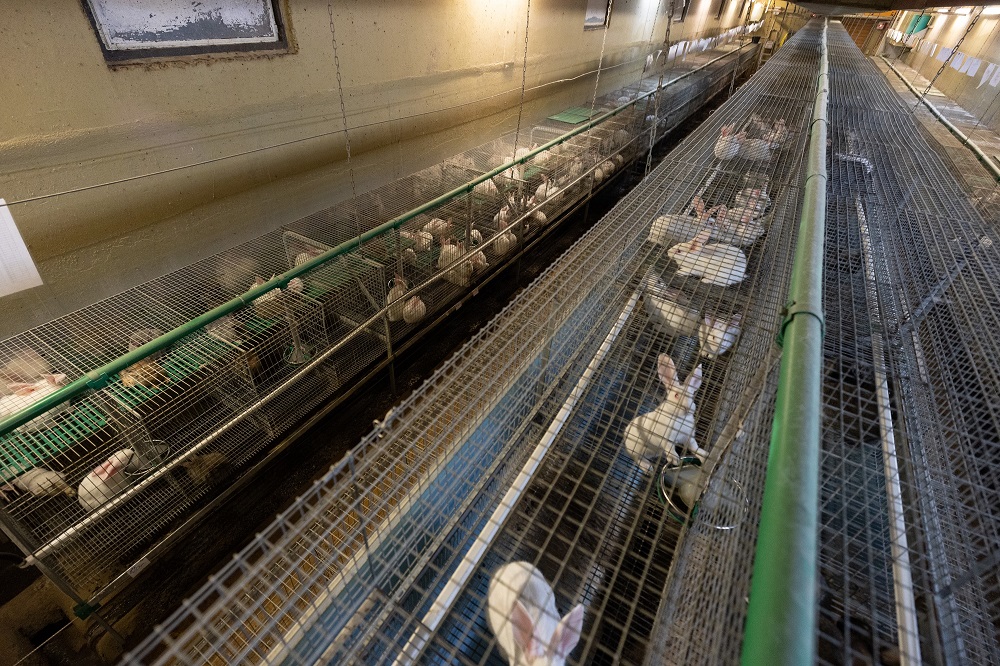 Deutsches Tierschutzbüro gewinnt gegen größten Kaninchenzüchter Deutschlands, Dr. Zimmermann GbR (Die Bildrechte liegen bei dem Verfasser der Mitteilung.) Deutsches Tierschutzbüro gewinnt gegen größten Kaninchenzüchter Deutschlands, Dr. Zimmermann GbR (Die Bildrechte liegen bei dem Verfasser der Mitteilung.)